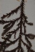 柳杉藏品圖，第5張