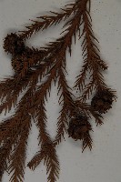 柳杉藏品圖，第3張