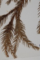 柳杉藏品圖，第5張