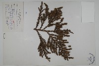 臺灣杉藏品圖，第1張