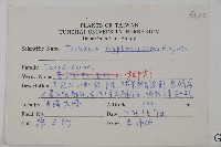 臺灣杉藏品圖，第2張