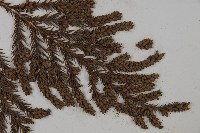 臺灣杉藏品圖，第3張