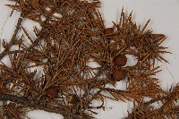 刺柏藏品圖，第3張