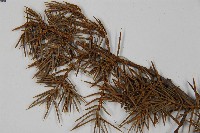 刺柏藏品圖，第4張