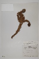 香杉、台灣杉木藏品圖，第1張