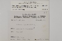 香杉、台灣杉木藏品圖，第2張