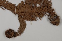 香杉、台灣杉木藏品圖，第3張