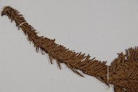 香杉、台灣杉木藏品圖，第4張