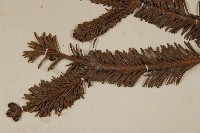 臺灣冷杉藏品圖，第3張