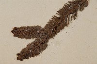 臺灣冷杉藏品圖，第4張