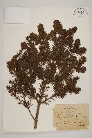 臺灣冷杉藏品圖，第1張