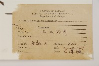 臺灣冷杉藏品圖，第2張