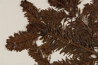 臺灣冷杉藏品圖，第3張