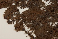 臺灣冷杉藏品圖，第4張