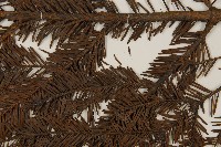 臺灣冷杉藏品圖，第5張