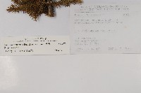 香青藏品圖，第2張