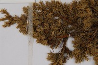 香青藏品圖，第3張