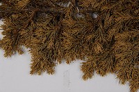 香青藏品圖，第4張