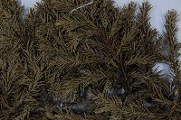 香青藏品圖，第5張