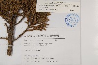 香青藏品圖，第2張