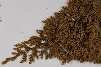 香青藏品圖，第3張