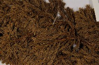香青藏品圖，第5張