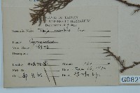 側柏藏品圖，第2張