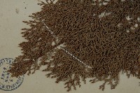 側柏藏品圖，第3張