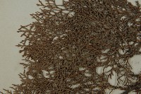 側柏藏品圖，第4張