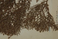 側柏藏品圖，第5張