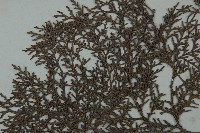側柏藏品圖，第4張