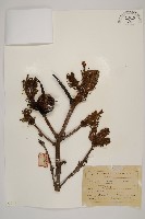 臺灣冷杉藏品圖，第1張