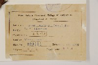 臺灣冷杉藏品圖，第2張