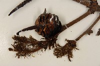 臺灣冷杉藏品圖，第3張