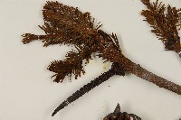 臺灣冷杉藏品圖，第4張