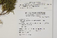 清水圓柏藏品圖，第2張