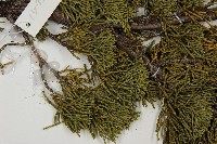 清水圓柏藏品圖，第3張