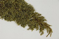 清水圓柏藏品圖，第4張