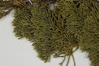 清水圓柏藏品圖，第5張