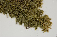 清水圓柏藏品圖，第3張