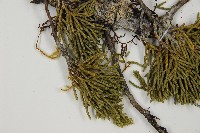 清水圓柏藏品圖，第4張