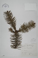 杉木藏品圖，第1張