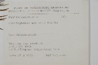 杉木藏品圖，第2張