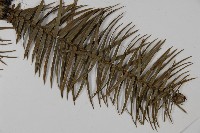 杉木藏品圖，第3張