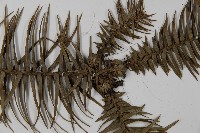 杉木藏品圖，第4張