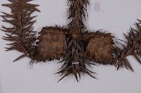 杉木藏品圖，第3張