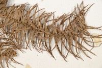 杉木藏品圖，第4張