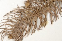 杉木藏品圖，第5張