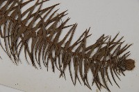 杉木藏品圖，第3張