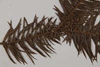 杉木藏品圖，第4張